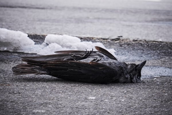 PEST CONTROL HATFIELD, Hertfordshire. Services: Dead Animal Removal. Efficient Dead Animal Removal Services in Hatfield